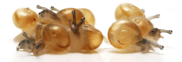 Euhadra amaliae mláďata